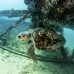 loggerhead-turtle-caretta