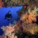 scuba-diver-poses-amid-a-plethora-of-marine-life