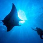scuba-diver-reaches-towards-a-majestic-manta-ray