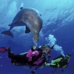 scuba-divers-swim-with-dolphin