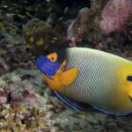 a-yellow-mask-angelfish