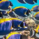 colourful-coral-fishes