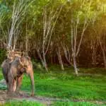 elephant-in-thailand
