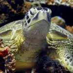 green-turtle