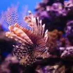 red-lionfish