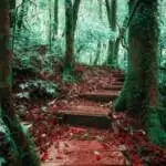 trekking-trail-leading-through-jungle